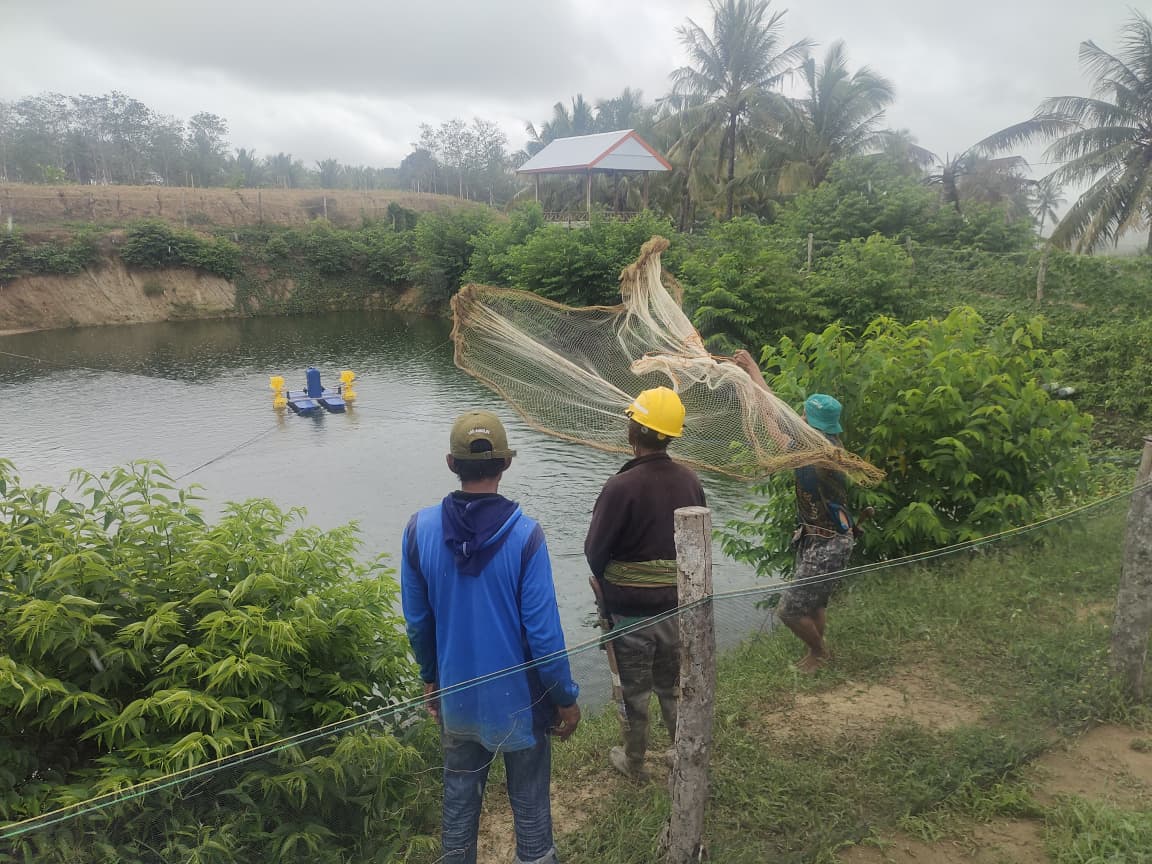 BUMDes Macolli Loloe Laksanakan Panen Perdana Ikan Nila di Bukit Tanete